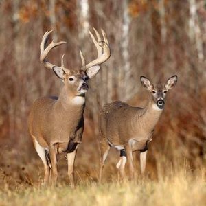 Meet your Posher, Trevor